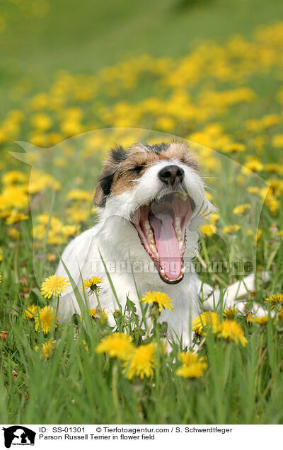 Parson Russell Terrier auf Blumenwiese / Parson Russell Terrier in flower field / SS-01301