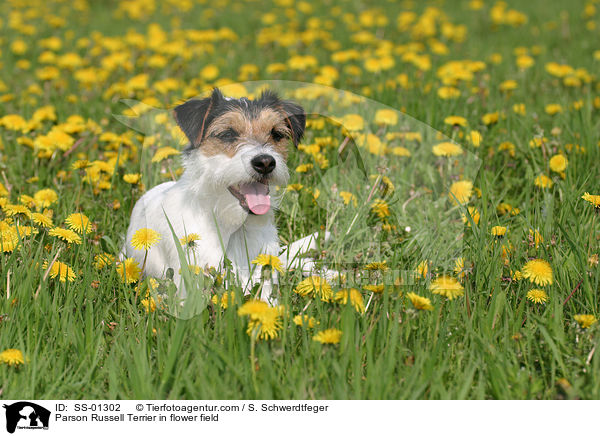 Parson Russell Terrier auf Blumenwiese / Parson Russell Terrier in flower field / SS-01302