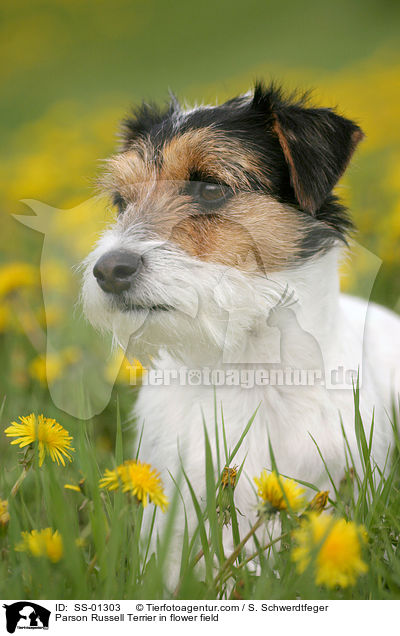Parson Russell Terrier auf Blumenwiese / Parson Russell Terrier in flower field / SS-01303