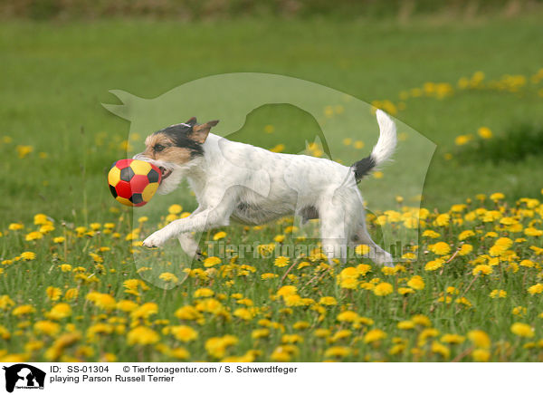 spielender Parson Russell Terrier / playing Parson Russell Terrier / SS-01304