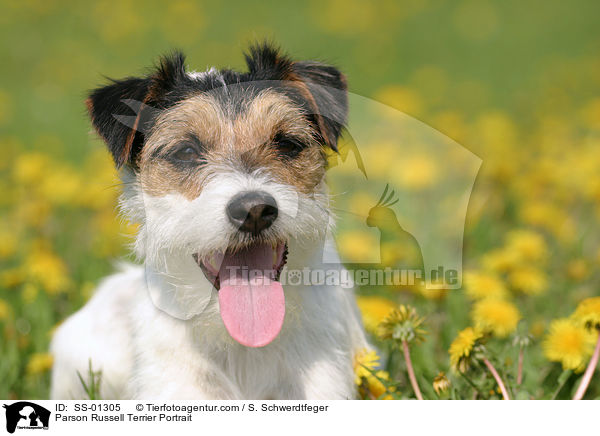 Parson Russell Terrier Portrait / Parson Russell Terrier Portrait / SS-01305