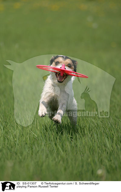 spielender Parson Russell Terrier / playing Parson Russell Terrier / SS-01307