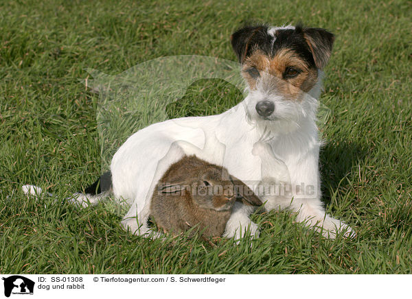 Parson Russell Terrier und Kaninchen / dog und rabbit / SS-01308
