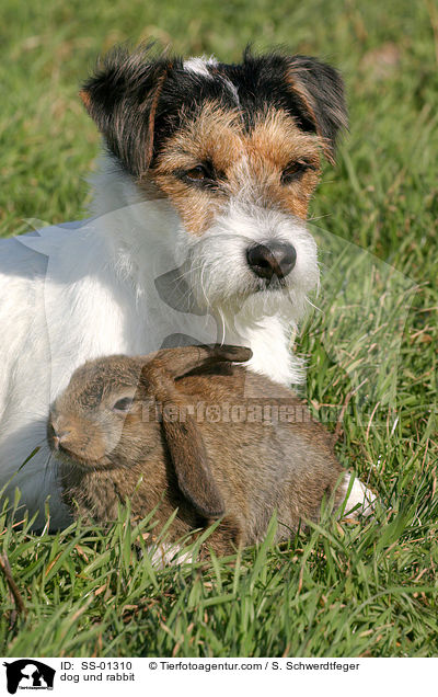 Hund und Kaninchen / dog und rabbit / SS-01310