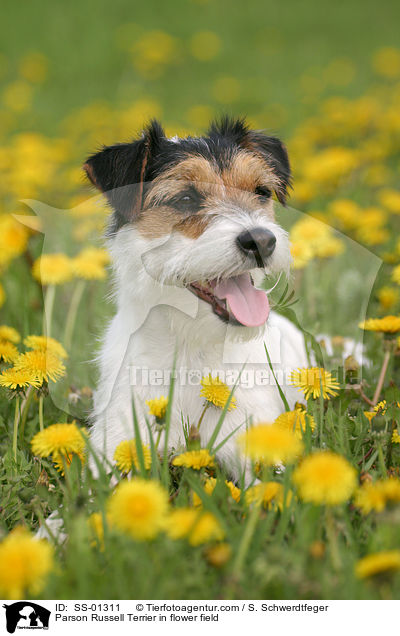 Parson Russell Terrier auf Blumenwiese / Parson Russell Terrier in flower field / SS-01311