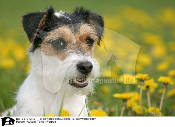 Parson Russell Terrier Portrait / Parson Russell Terrier Portrait / SS-01312