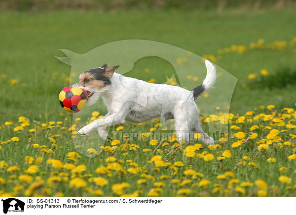 spielender Parson Russell Terrier / playing Parson Russell Terrier / SS-01313