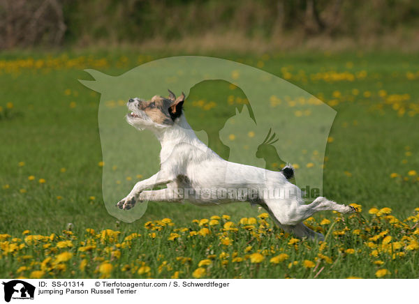 springender Parson Russell Terrier / jumping Parson Russell Terrier / SS-01314