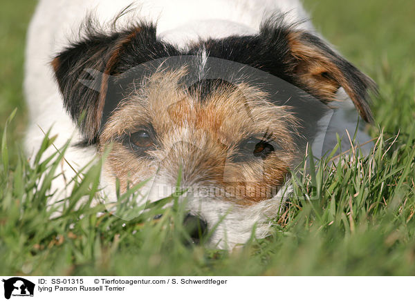 liegender Parson Russell Terrier / lying Parson Russell Terrier / SS-01315