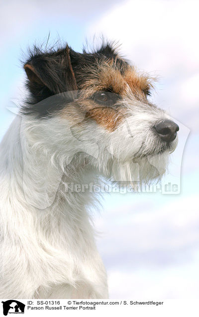 Parson Russell Terrier Portrait / Parson Russell Terrier Portrait / SS-01316