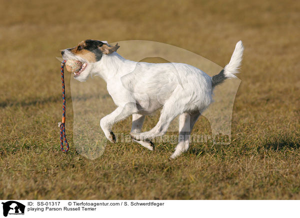 spielender Parson Russell Terrier / playing Parson Russell Terrier / SS-01317