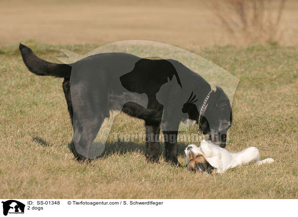 2 Hunde / 2 dogs / SS-01348