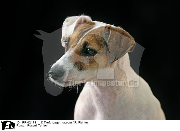 Parson Russell Terrier / Parson Russell Terrier / RR-02178