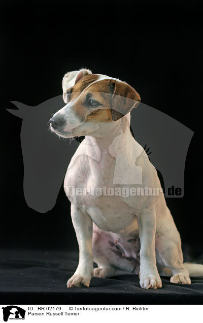 Parson Russell Terrier / Parson Russell Terrier / RR-02179