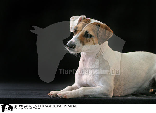 Parson Russell Terrier / Parson Russell Terrier / RR-02180