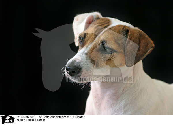 Parson Russell Terrier / Parson Russell Terrier / RR-02181