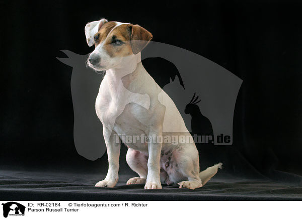 Parson Russell Terrier / Parson Russell Terrier / RR-02184