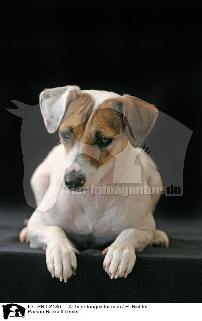 Parson Russell Terrier / Parson Russell Terrier / RR-02186