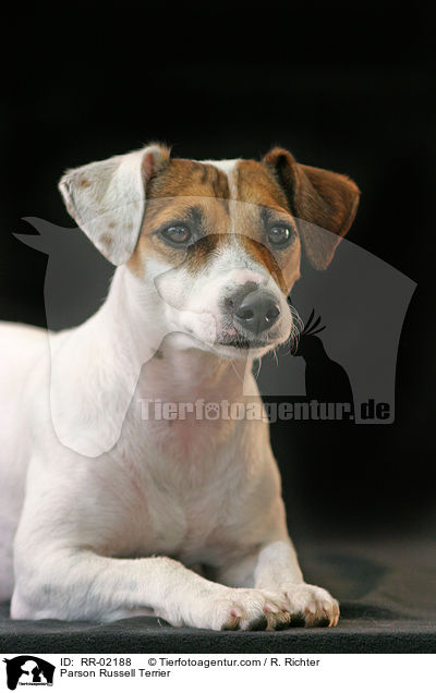 Parson Russell Terrier / Parson Russell Terrier / RR-02188