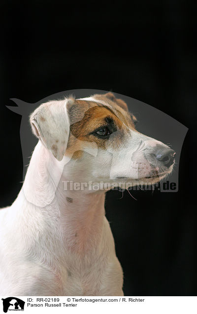 Parson Russell Terrier / Parson Russell Terrier / RR-02189