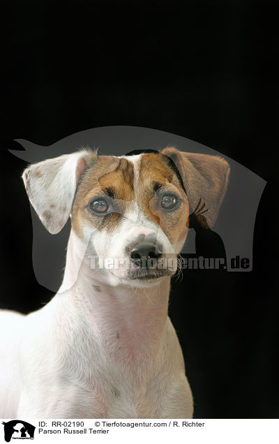 Parson Russell Terrier / Parson Russell Terrier / RR-02190