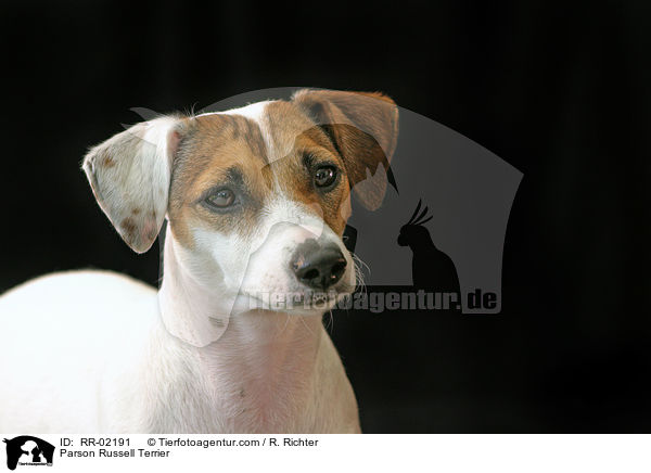 Parson Russell Terrier / Parson Russell Terrier / RR-02191