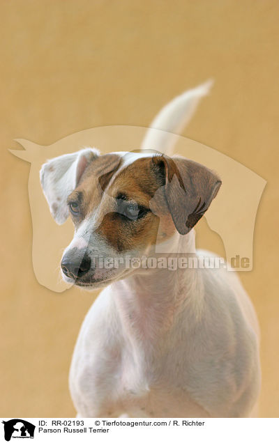 Parson Russell Terrier / Parson Russell Terrier / RR-02193