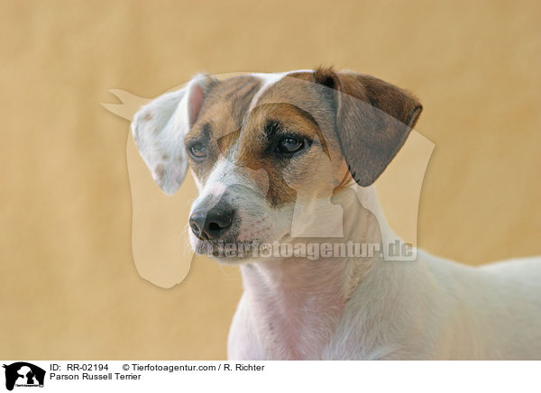 Parson Russell Terrier / Parson Russell Terrier / RR-02194