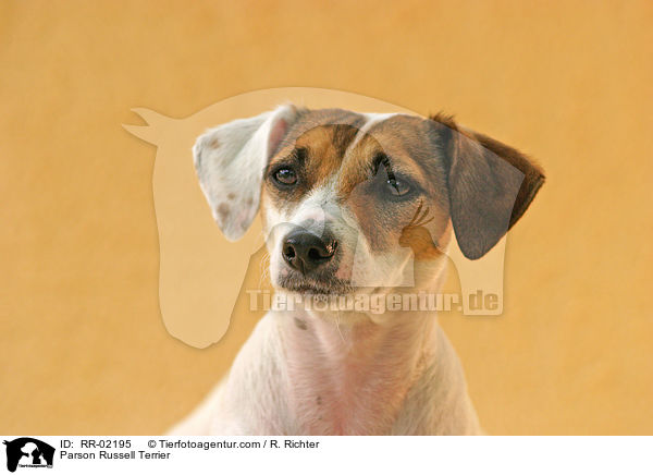Parson Russell Terrier / Parson Russell Terrier / RR-02195