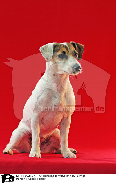 Parson Russell Terrier / Parson Russell Terrier / RR-02197