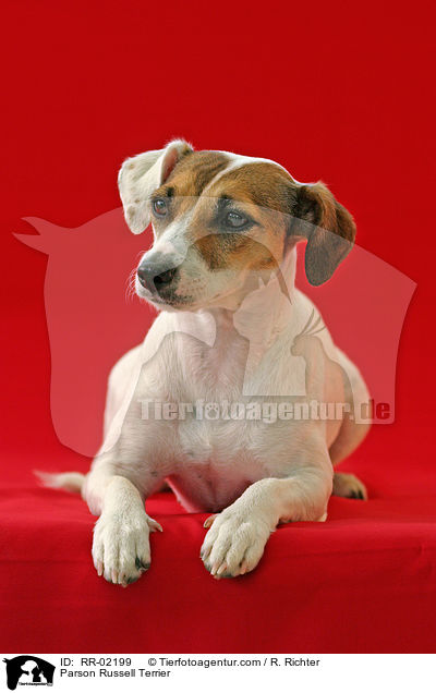 Parson Russell Terrier / Parson Russell Terrier / RR-02199