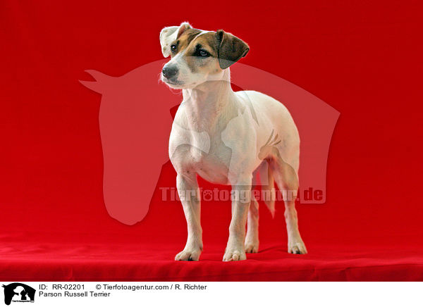Parson Russell Terrier / Parson Russell Terrier / RR-02201