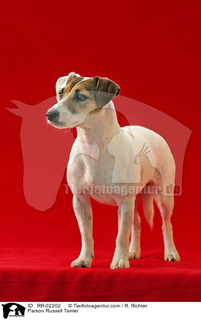 Parson Russell Terrier / Parson Russell Terrier / RR-02202