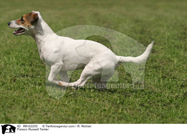 Parson Russell Terrier / Parson Russell Terrier / RR-02205