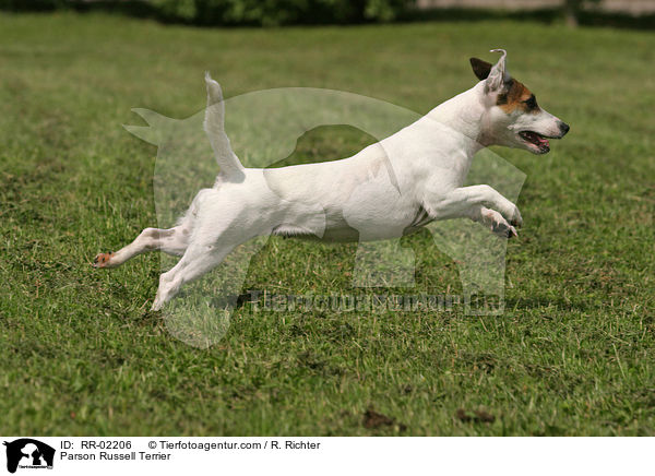 Parson Russell Terrier / Parson Russell Terrier / RR-02206