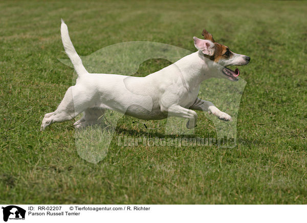 Parson Russell Terrier / Parson Russell Terrier / RR-02207