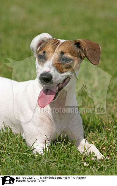 Parson Russell Terrier / Parson Russell Terrier / RR-02210