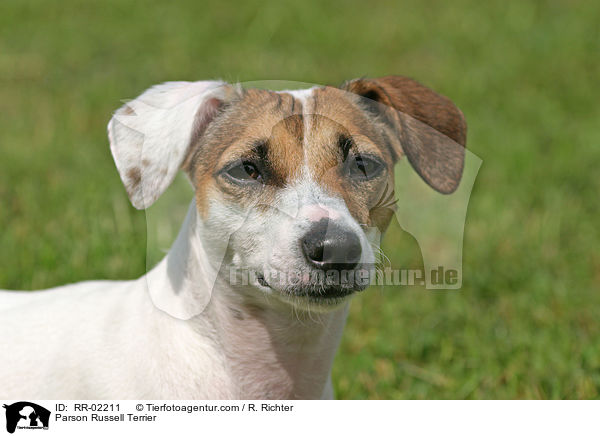 Parson Russell Terrier / Parson Russell Terrier / RR-02211