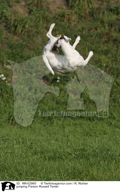 springender Parson Russell Terrier / jumping Parson Russell Terrier / RR-02960