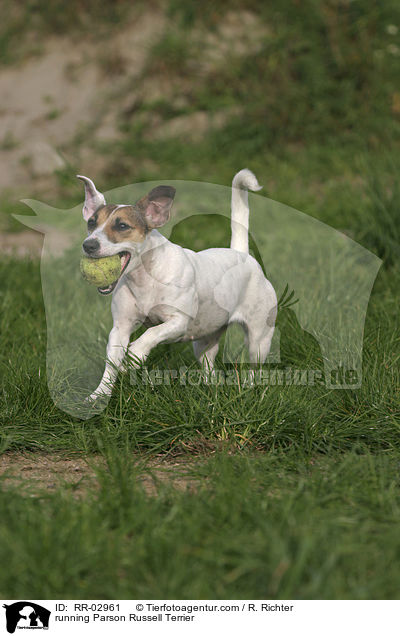 rennender Parson Russell Terrier / running Parson Russell Terrier / RR-02961