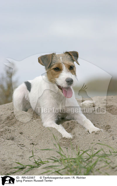 liegender Parson Russell Terrier / lying Parson Russell Terrier / RR-02987