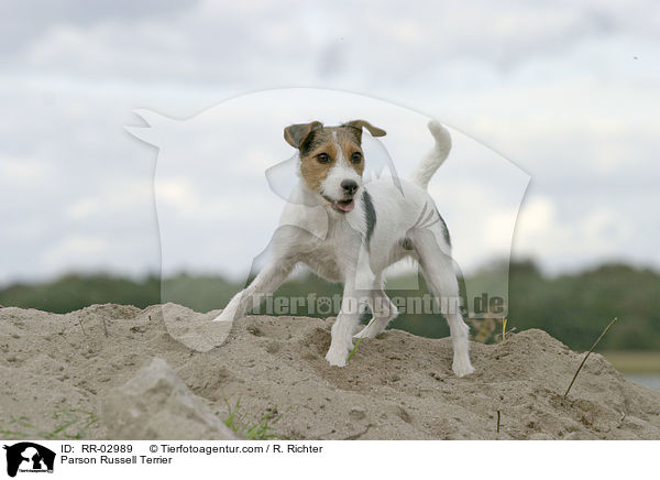 Parson Russell Terrier / Parson Russell Terrier / RR-02989