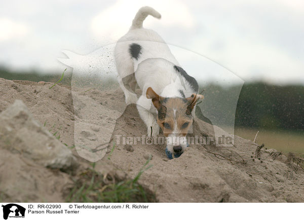 Parson Russell Terrier / Parson Russell Terrier / RR-02990