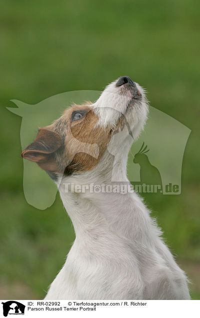 Parson Russell Terrier Portrait / Parson Russell Terrier Portrait / RR-02992