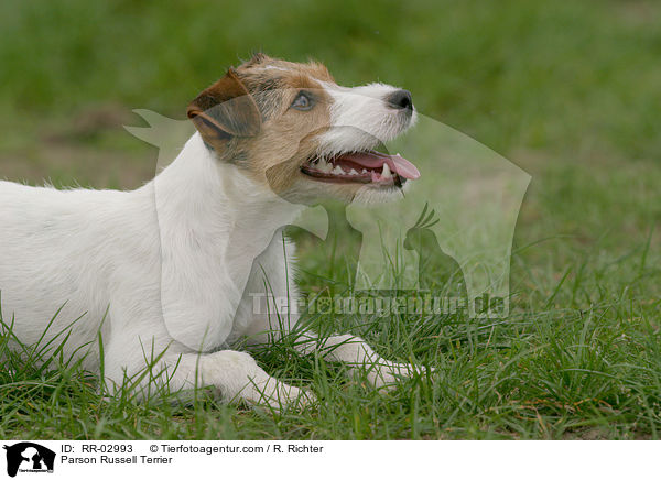 Parson Russell Terrier / Parson Russell Terrier / RR-02993