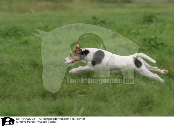 rennender Parson Russell Terrier / running Parson Russell Terrier / RR-02995