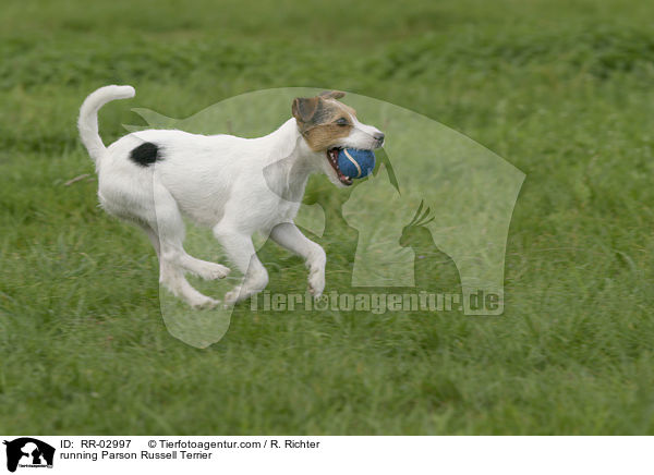 rennender Parson Russell Terrier / running Parson Russell Terrier / RR-02997