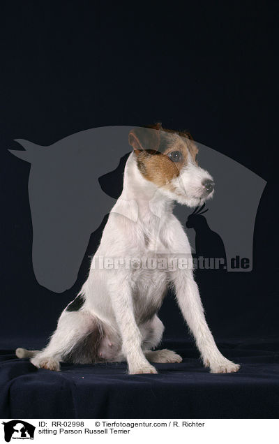 sitzender Parson Russell Terrier / sitting Parson Russell Terrier / RR-02998