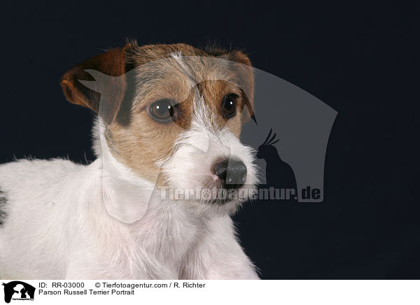 Parson Russell Terrier Portrait / Parson Russell Terrier Portrait / RR-03000
