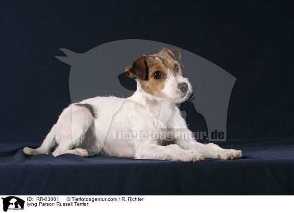 liegender Parson Russell Terrier / lying Parson Russell Terrier / RR-03001
